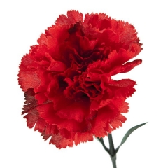 Flor artificial clavel rojo 50 en lallimonacom