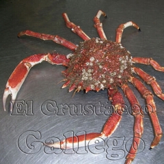 Centolla gallega
