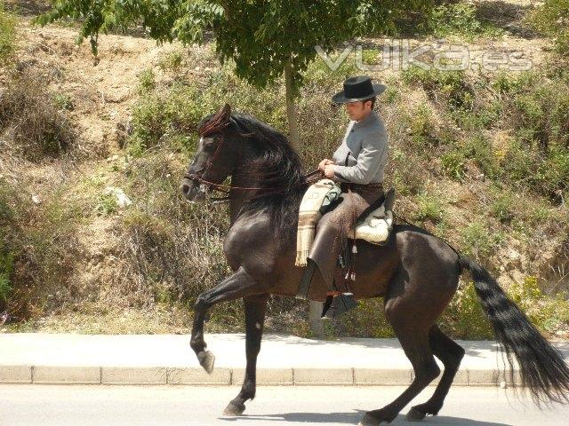 Precioso ejemplar en aire de galope