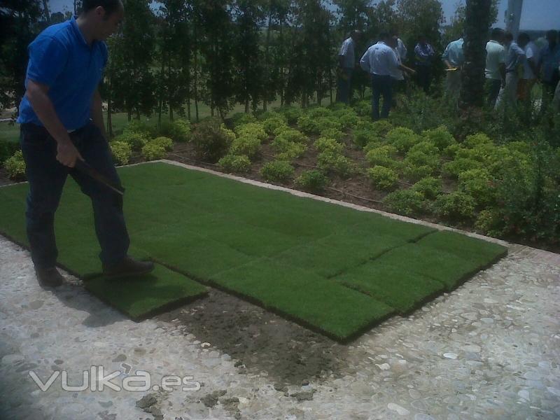 II Jornada Jardinera. Tepes Zoysia Tenuifolia