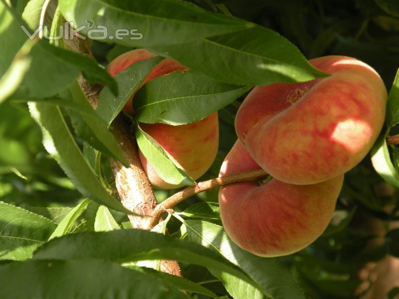 El gran xito de esta nueva fruta plana se debe a su dulzor, ya que todas ellas superan los 12 brix