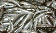 pescados de la ria e importación