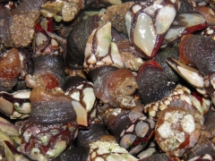 mariscos de la ria vigo 