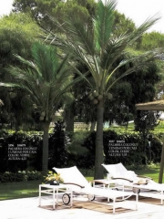 Palmera artificial de 5 metros -oasisdecorcom- palmeras artificiales de calidad