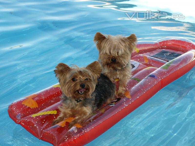 juegos de piscina