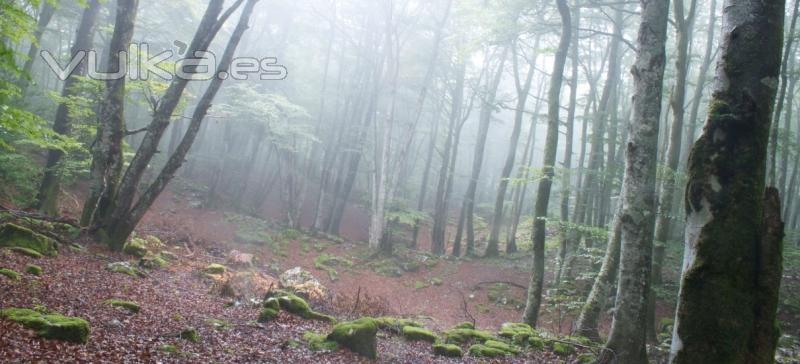 NIeblas en el bosque, o en tu habitacin.