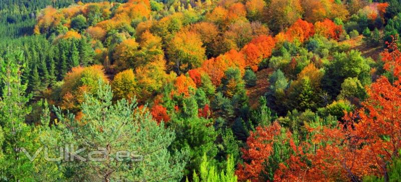 Pon colorido de otoño en tu oficina.