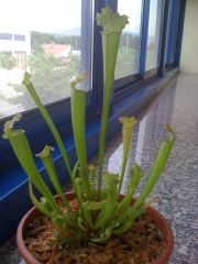 Agua destilada ideal para plantas carnívoras