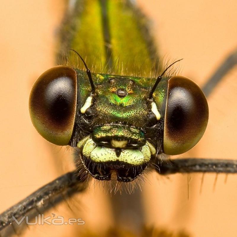 mosca