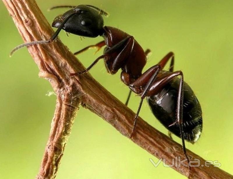 Hormiga