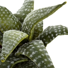 Planta artificial aloe maceta 22 en lallimonacom (detalle 2)