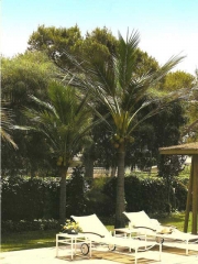 Articoencasa.com - palmeras artificiales de hasta 5 metros de altura, consulta sus caractersticas.