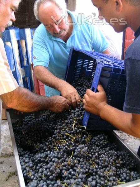 estrujado y des paliñado de  de uvas