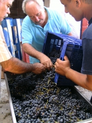 Estrujado y des palinado de  de uvas
