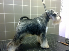 Trimming de schnauzer miniatura