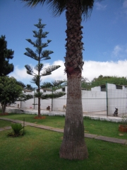 RESIDENCIA CANINA MIRABAL