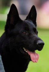 Espectaculares cachorros 2 meses negros pura raza en malaga