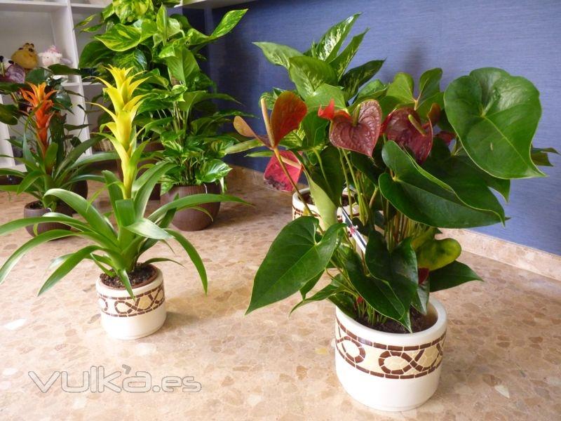 plantas ornamentales