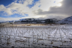 Vinedos laujar antonio siles