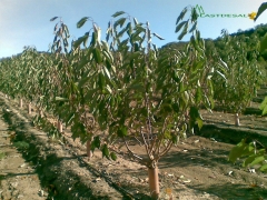 Doble capa auto-cierre en frutales