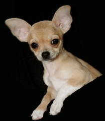 La Caseta Pet Shop