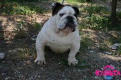 La Caseta Pet Shop