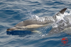 delfín común