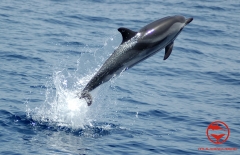 Salto de delfin listado
