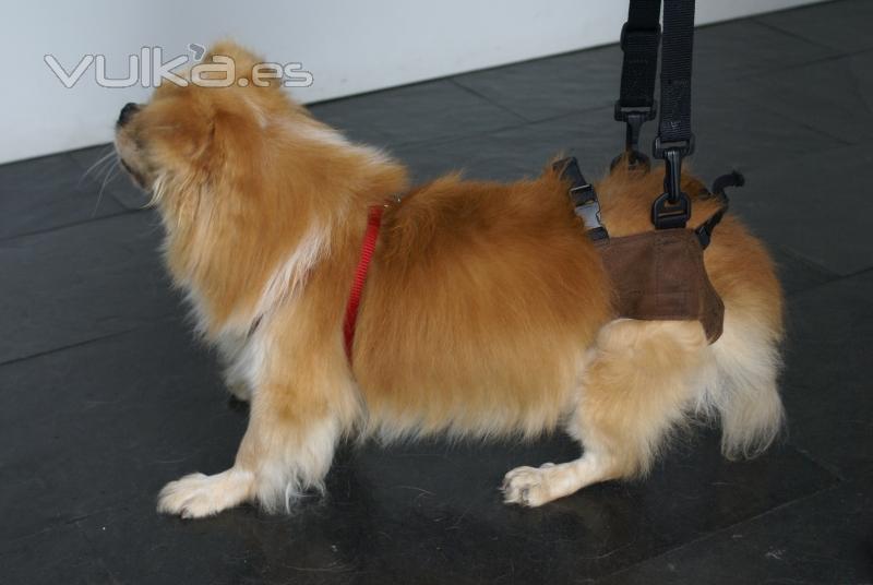 Clinica Calzada Veterinaria. Arneses para perros con problemas de tercio posterior.