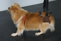 Clinica calzada veterinaria arneses para perros con problemas de tercio posterior