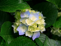 Jardinesseba