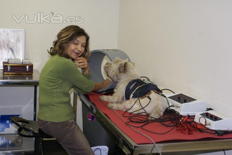 Clinica Calzada Veterinaria. Huge en sesion de electroestimulacion