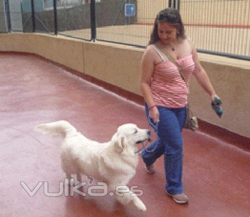 servicio de paseadores de perros en Alicante