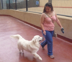 Servicio de paseadores de perros en alicante