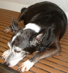Acupuntura veterinaria