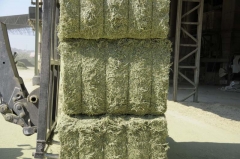 Pellet de alfalfa granulada