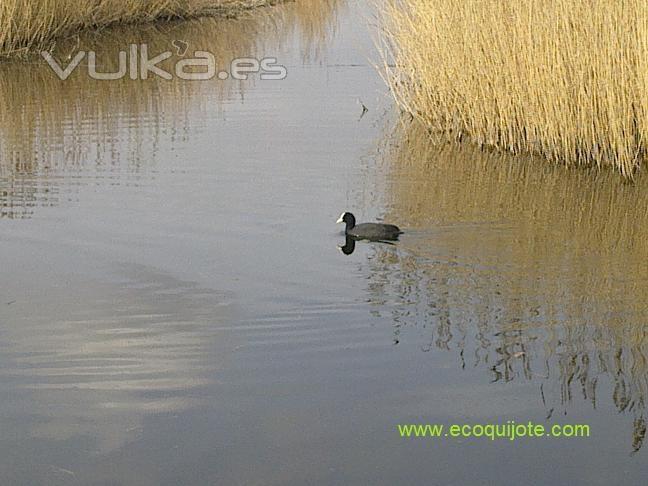 La Mancha Hmeda nos ofrece una amplia variedad de Lagunas con diferentes especies de aves