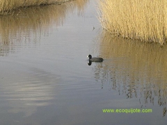 La mancha hmeda nos ofrece una amplia variedad de lagunas con diferentes especies de aves