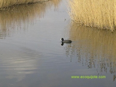 La Mancha Húmeda nos ofrece una amplia variedad de Lagunas con diferentes especies de aves
