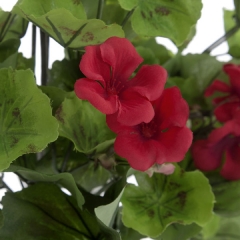 Planta artificial flores geranios rojos 55 en lallimona.com (detalle 2)
