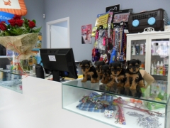 Clinica veterinaria vegavet