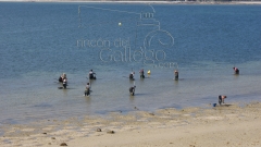 Mariscadoras con horquilla en illa de arousa wwwrincondelgallegocom