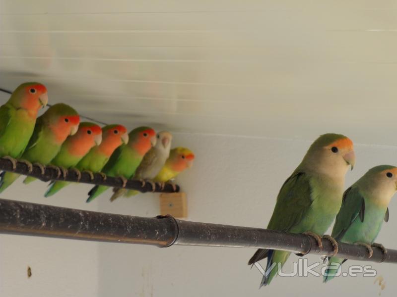 Agapornis inseparables, foto enviada por un amigo