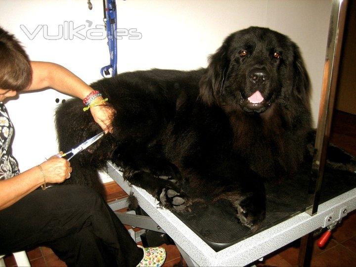 Lucho disfrutando de su sesin de peluquera.