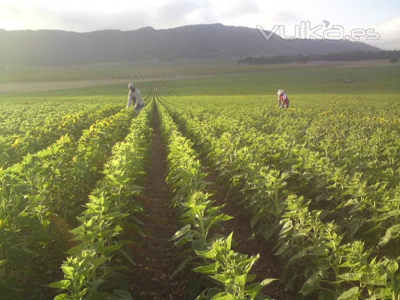 descapitulacin de planta de parcelas de pultiplicas de girasol