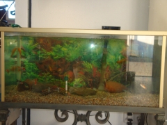 Peces