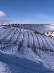 Foto 19 vinos en Granada - Barranco Oscuro