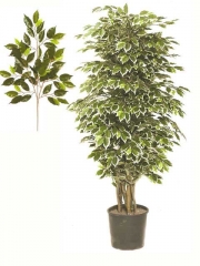Articoencasacom - arboles ficus, los tradicionales, en color verde o bicolor