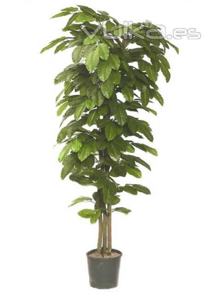 ArticoEnCasa.com - Ficus artificiales Banyan, Camelia, Benjamina, Capencia, Nitida, Topiarys dobles,... Medidas: ...