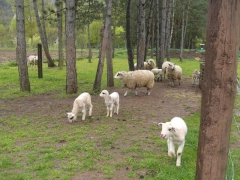En nuestra granja/hipica podeis disfrutar yendo en pony, y viendo los corderos y muchos más animales